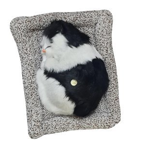 Soft Cute music Cat with Matt